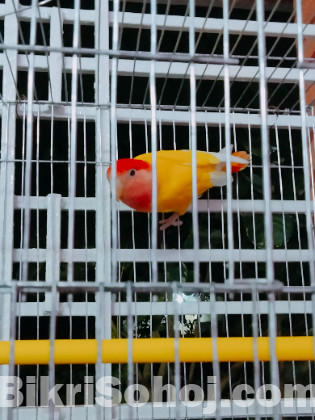 Love bird for sell